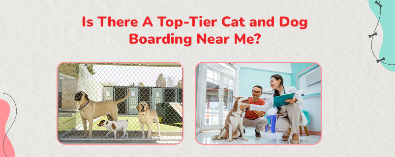 Dog Boarding Near Me  | CGS Hospital